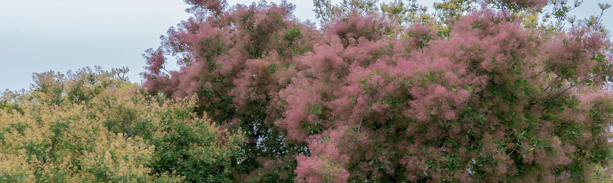 Arbre à perruques - Cotinus