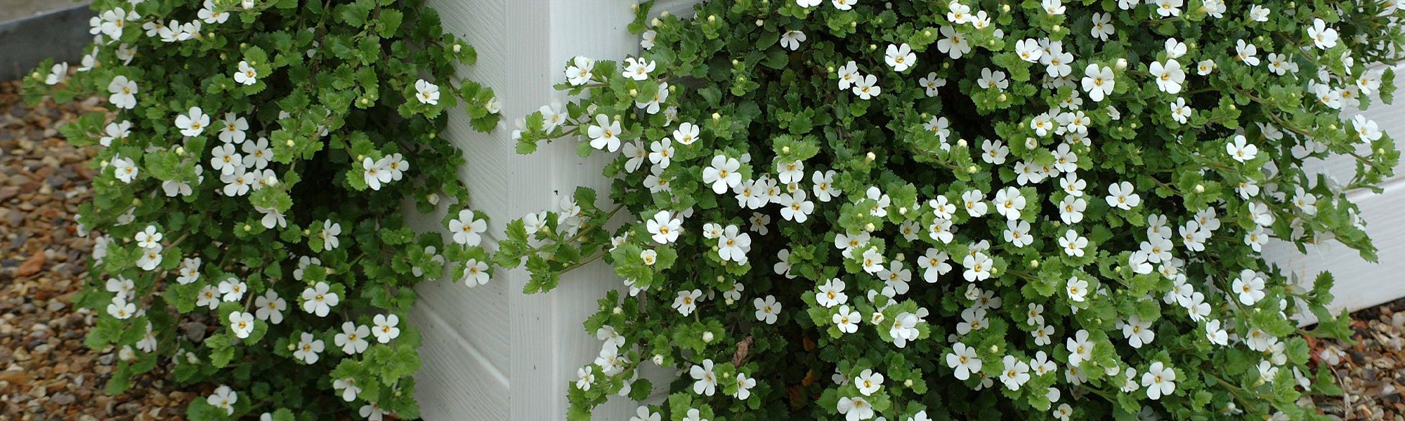 Bacopa