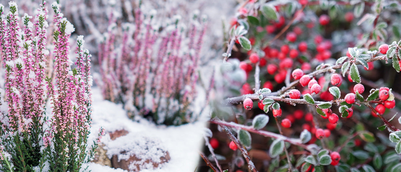 Ambiance d'hiver : le 2ème article à -30%