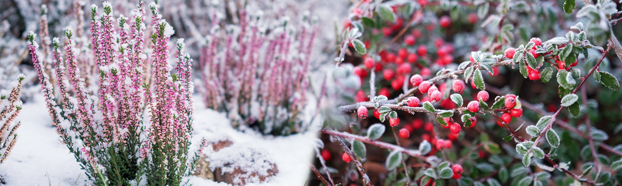Ambiance d'hiver : le 2ème article à -30%