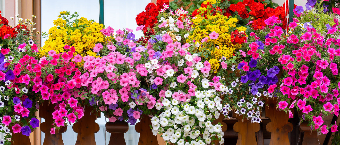 Balcon en fleurs - 30%