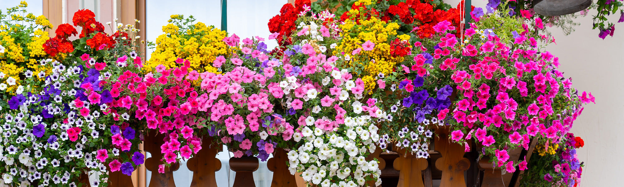 Balcon en fleurs -20%