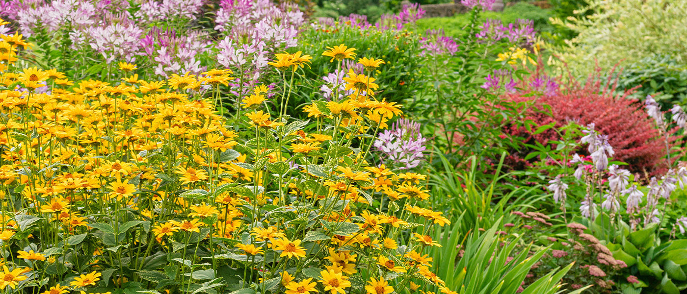 3 vivaces pour 15€ : la bonne combinaison !