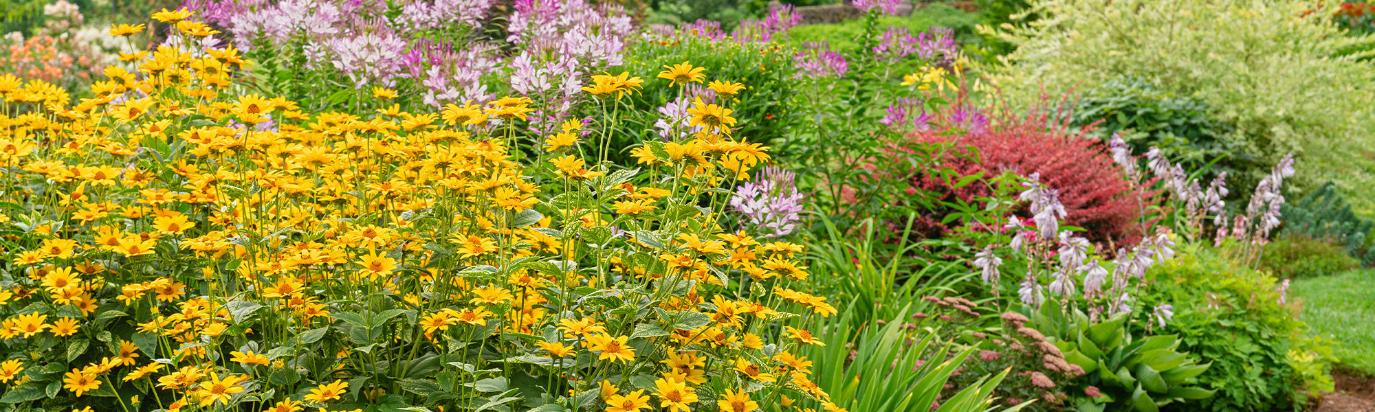 3 vivaces pour 15€ : la bonne combinaison !