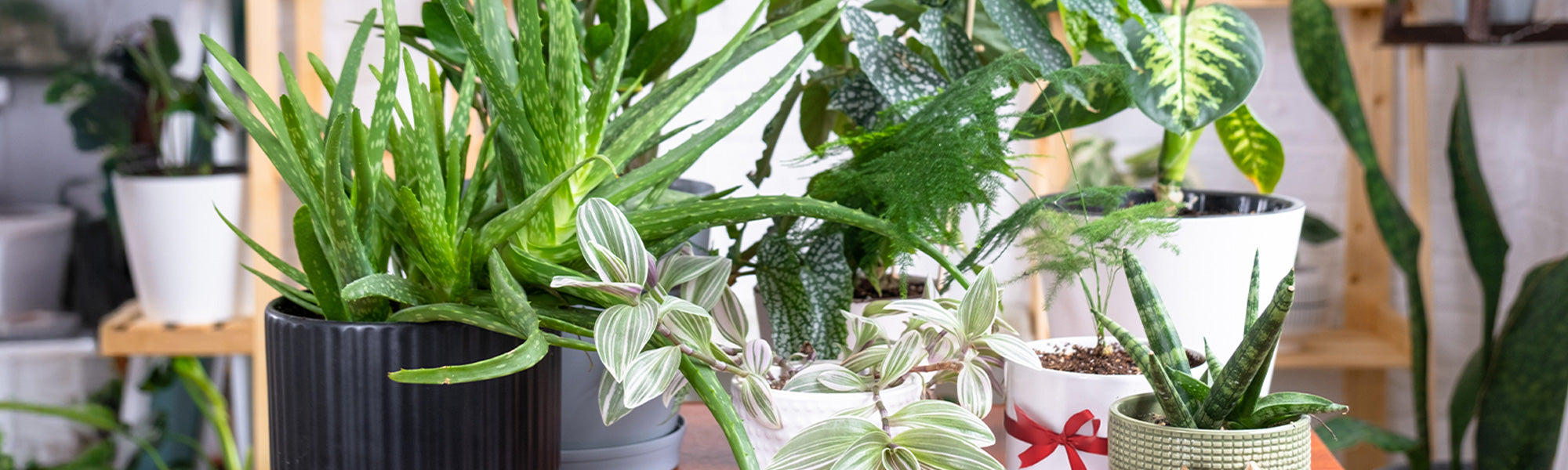 Jusqu'à -15% : Cadeaux 'spécial nature' !