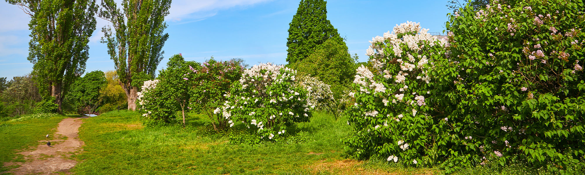 Des plantes prêtes à affronter la chaleur