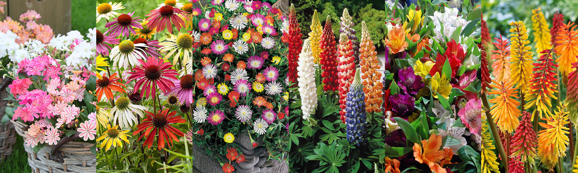 Des couleurs au jardin | -20%