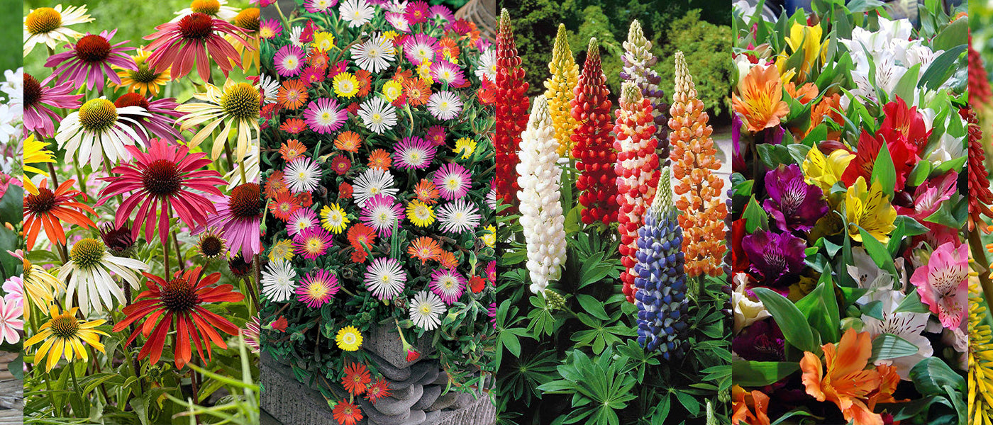 Des couleurs au jardin | -30%