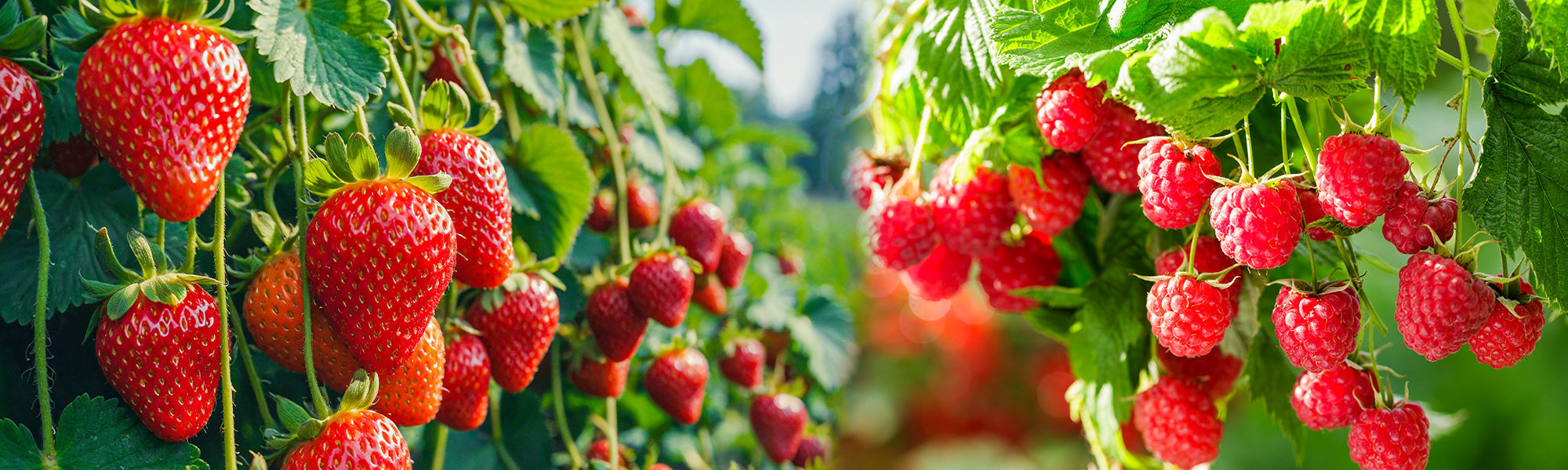Jusqu’à -30% de remise : Délices en rouge