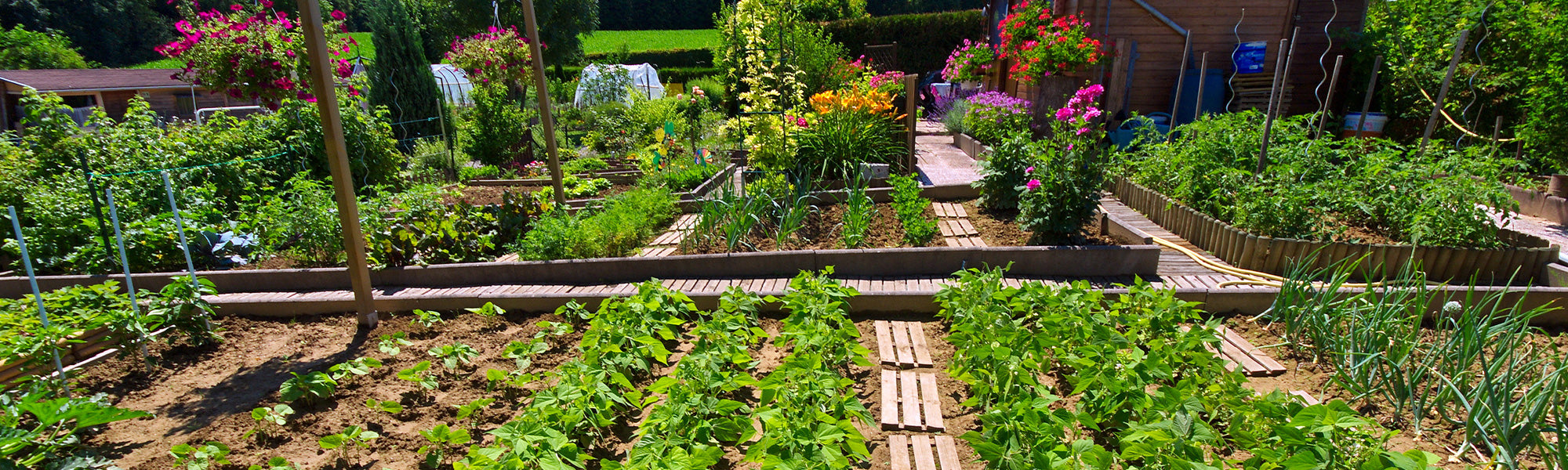 Déstockage jusqu’à -70% : graines de légumes !