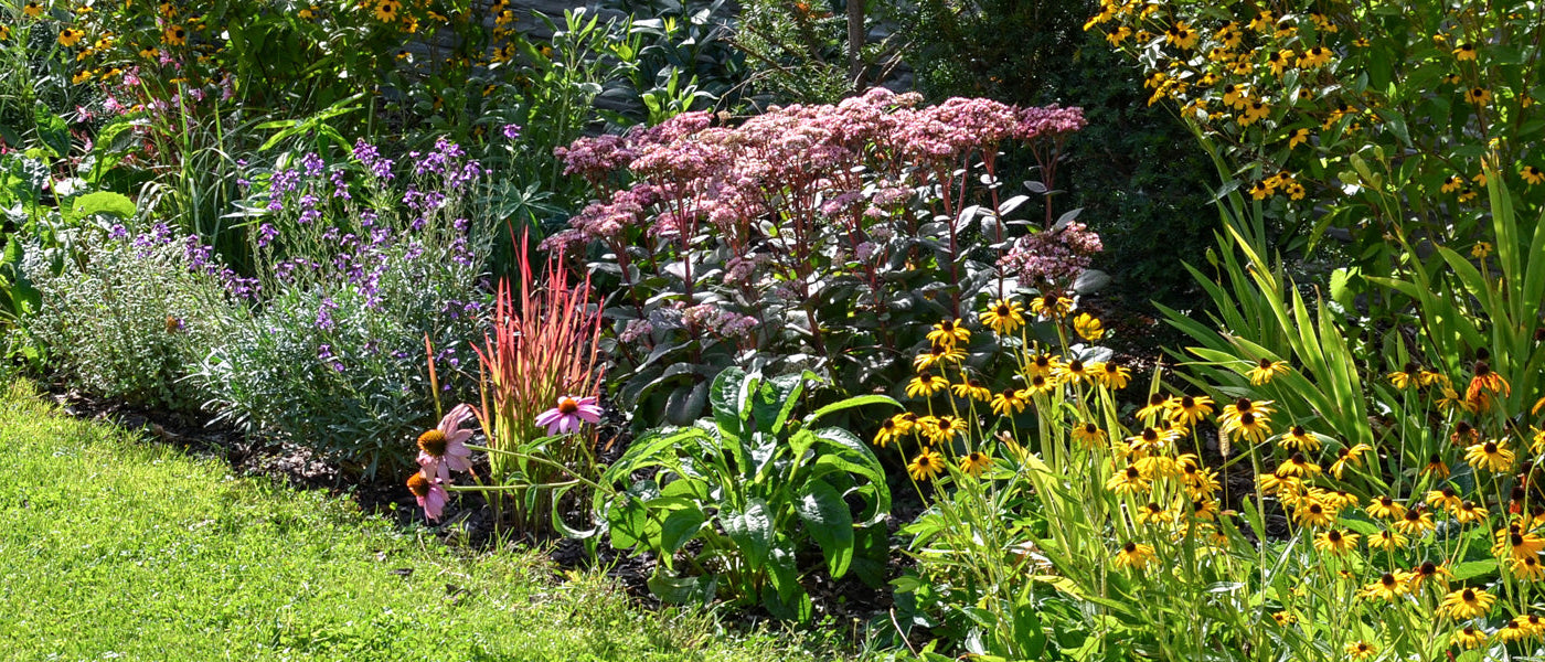 Plantes à floraison tardive jusqu'à -30% de remise !