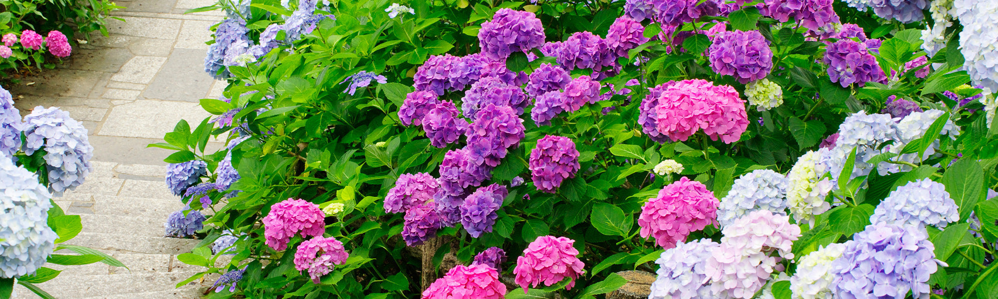 Focus sur les Hortensias