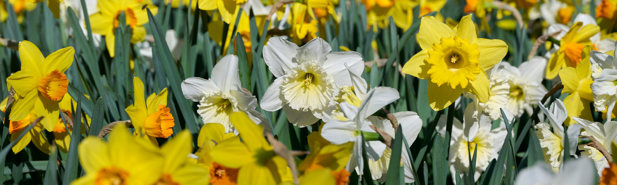 Focus sur les narcisses