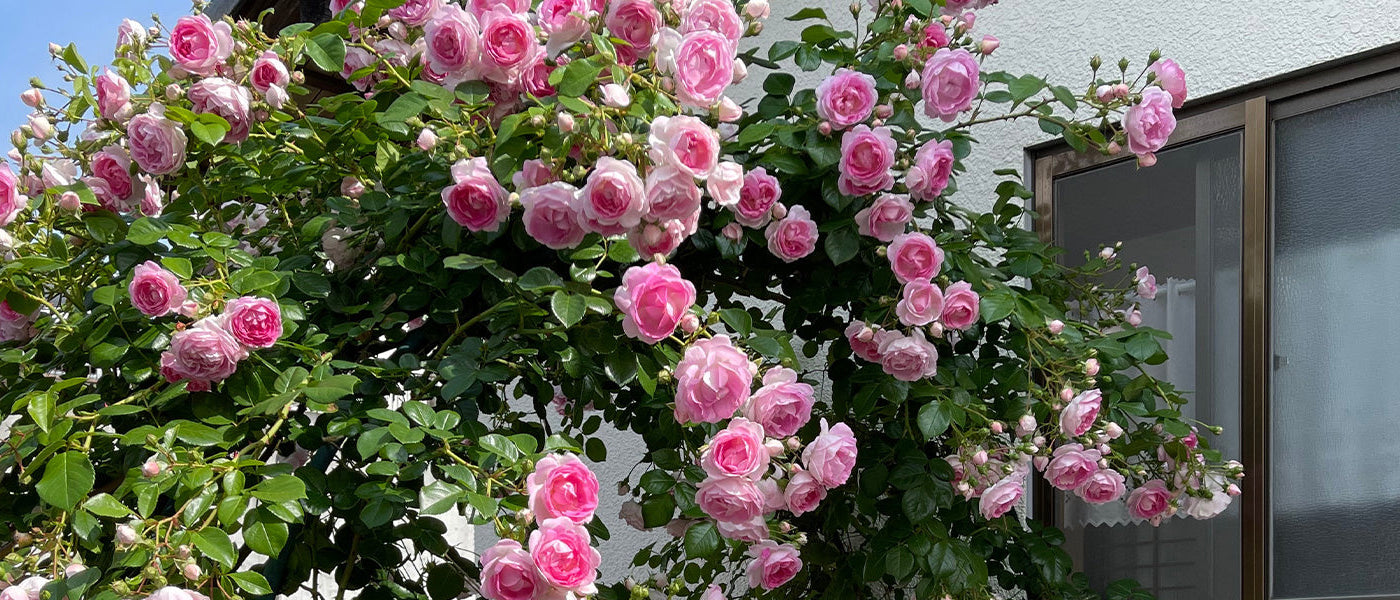 Focus sur les rosiers en pot !