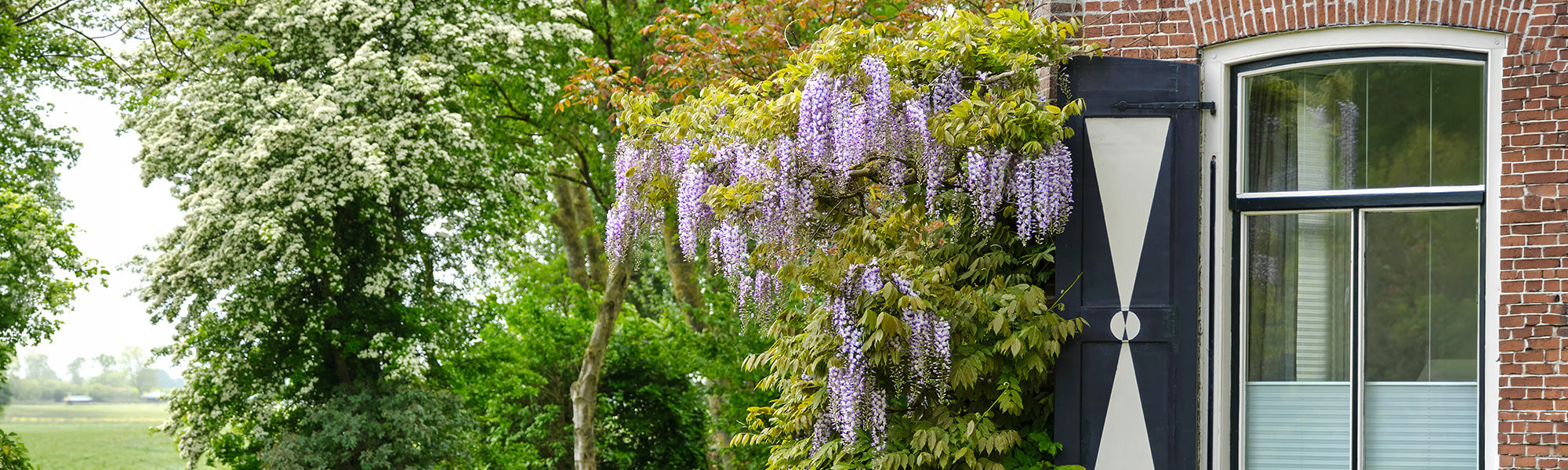 Focus sur les glycines