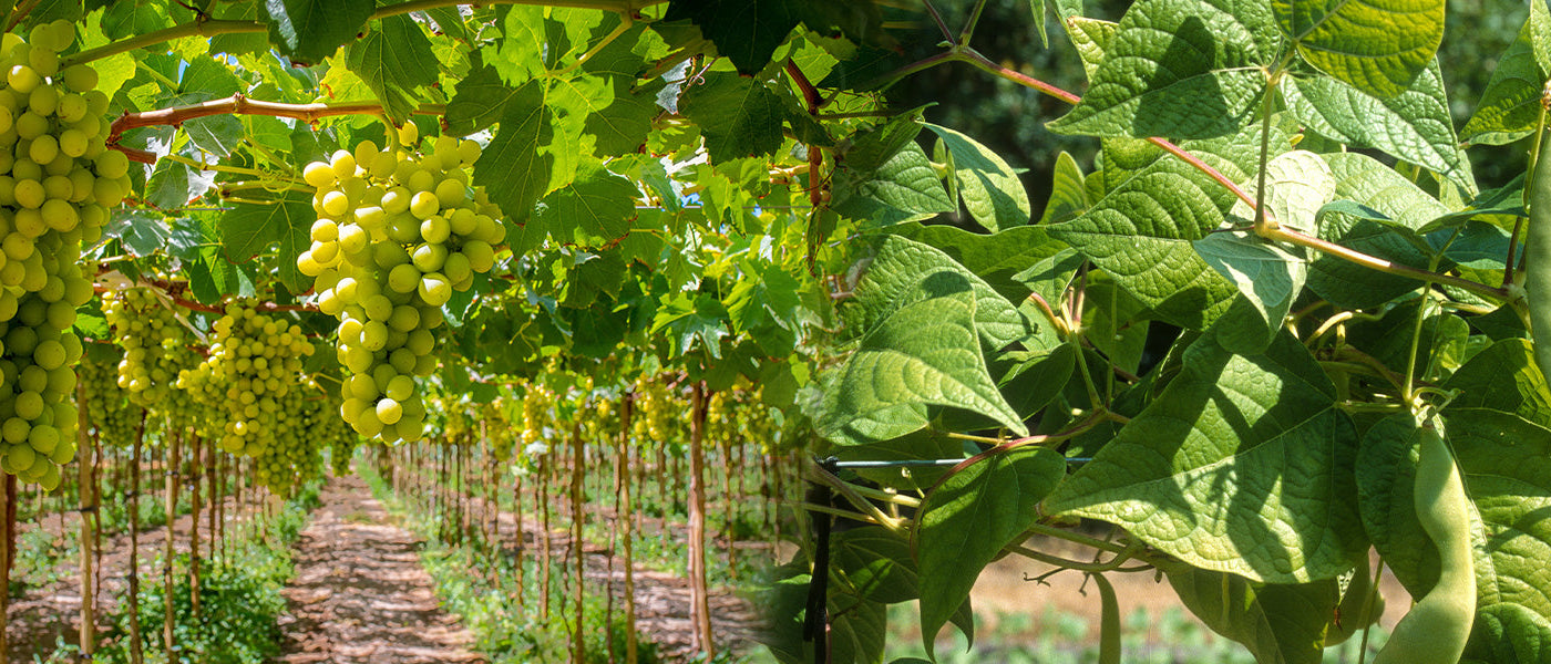 Plantes grimpantes comestibles | -10%