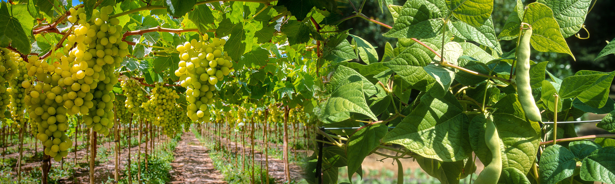 Plantes grimpantes comestibles | -30%