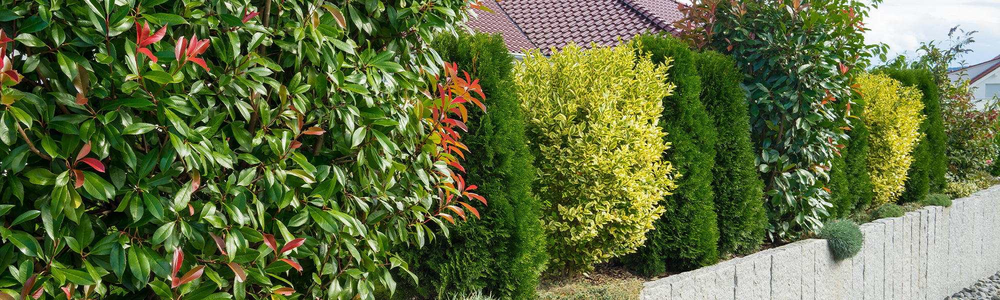 Haies : la 2ème achetée à -50%