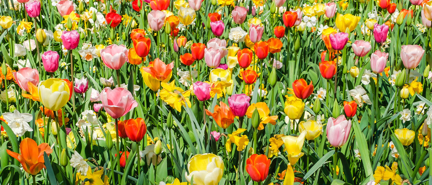 Jours Willemse spécial bulbes | -40%