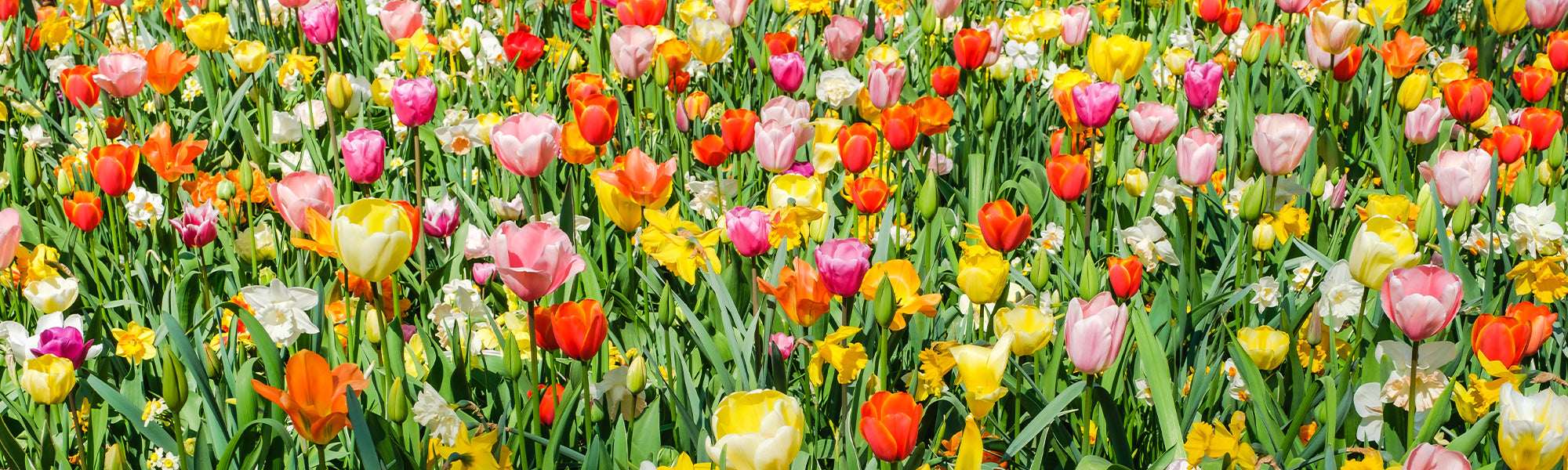 Jours Willemse spécial bulbes | -30%