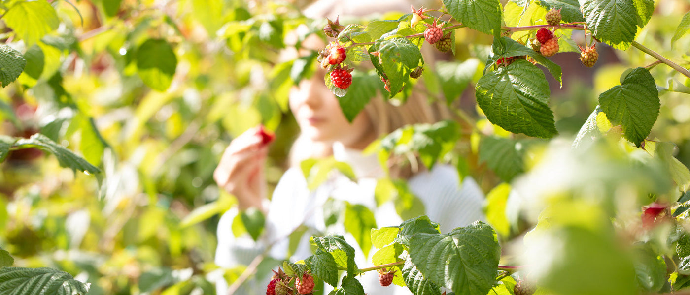 Tout pour un jardin comestible !