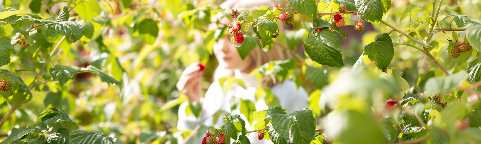 Tout pour un jardin comestible !