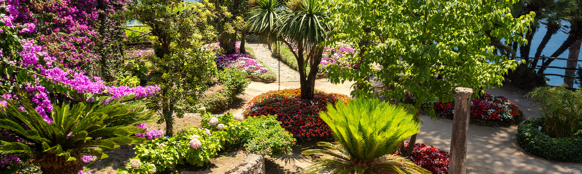Jusqu'à -30% pour un jardin exotique !