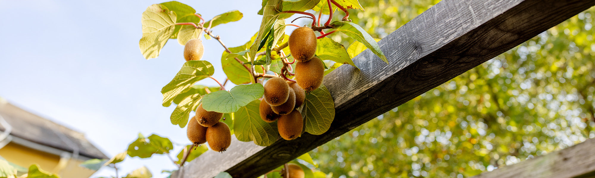 Jusqu'à -30% pour un jardin gourmand !