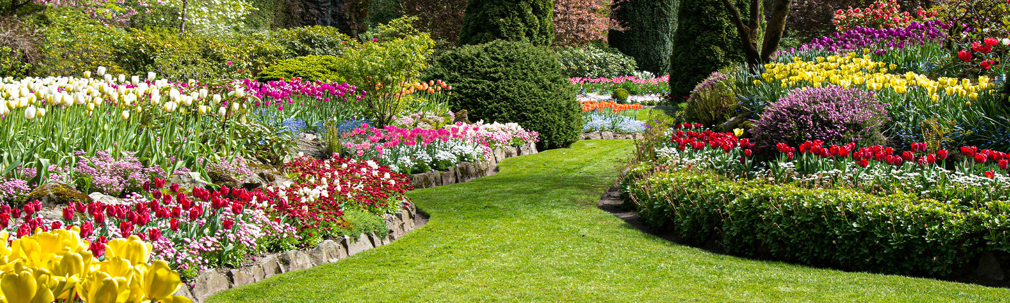 Un jardin fleuri de janvier à mai | -30%
