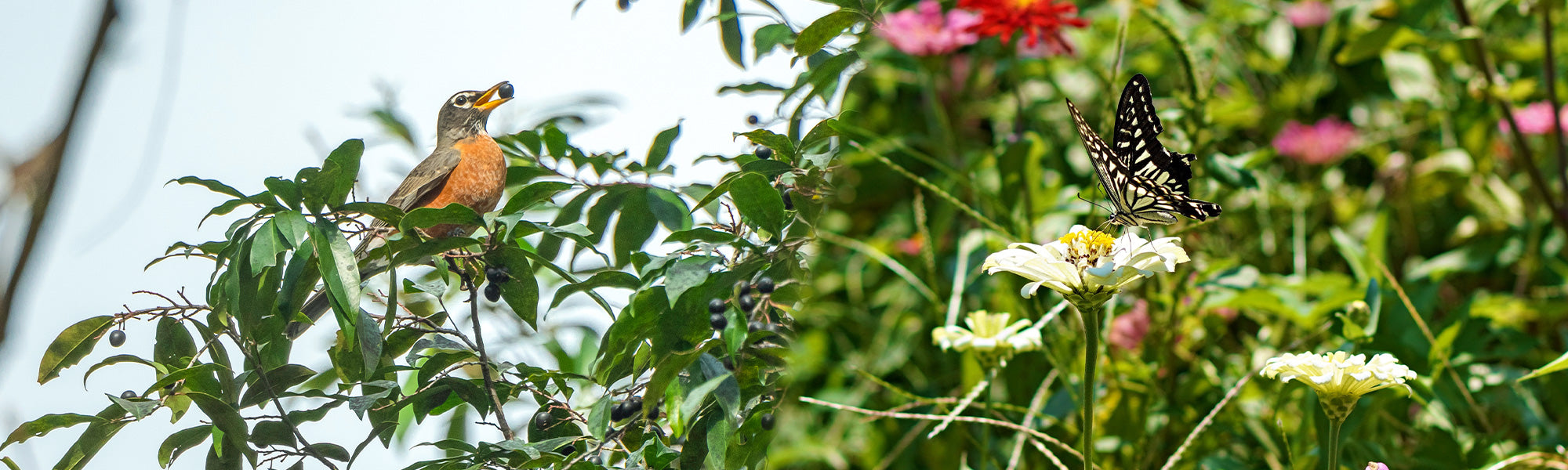 Un jardin refuge pour la biodiversité | -10%
