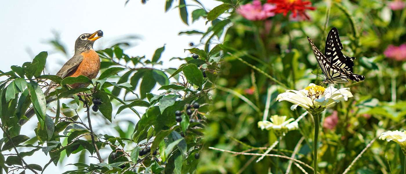 Un jardin refuge pour la biodiversité | -30%
