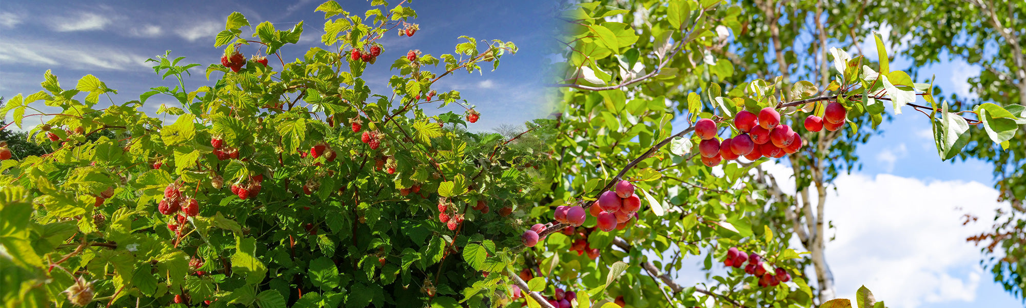 Les fruitiers | -10%