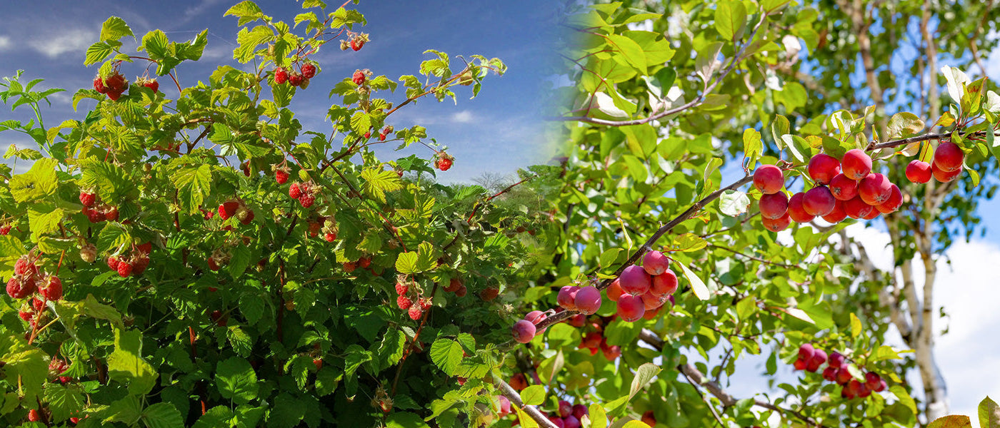 Les fruitiers | -20%