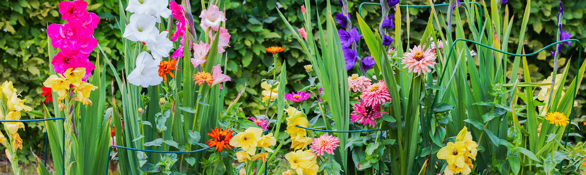 Jusqu’à -30% : la magie des bulbes