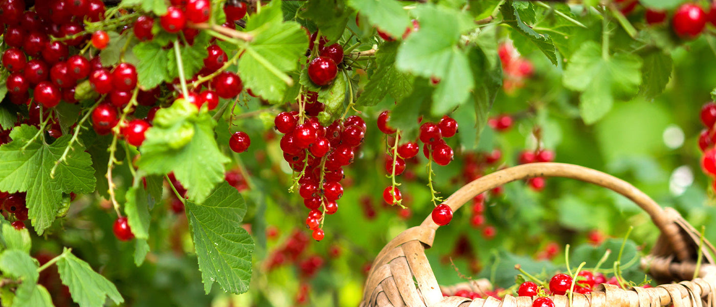 Petits fruits, grand plaisir | -10%