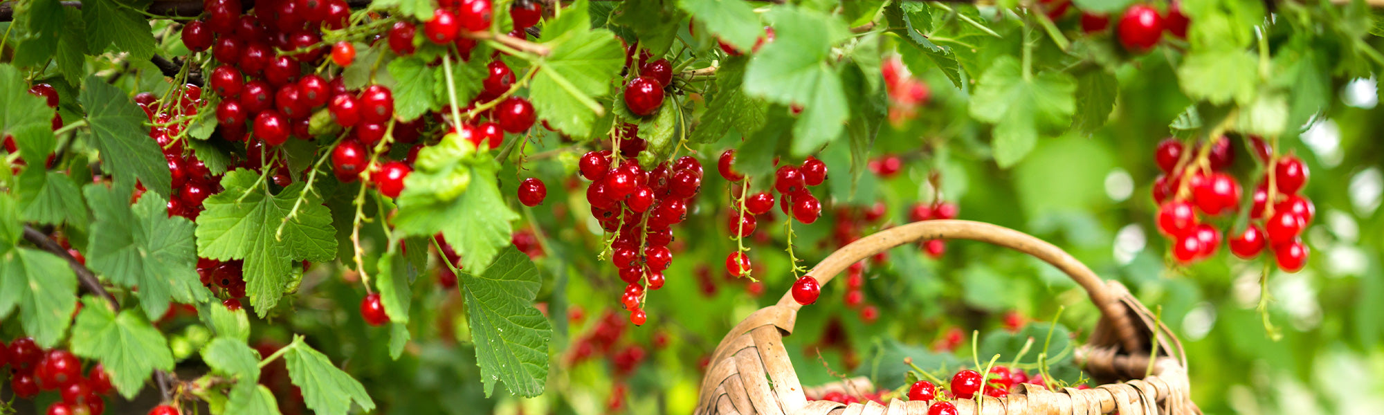Petits fruits, grand plaisir | -20%