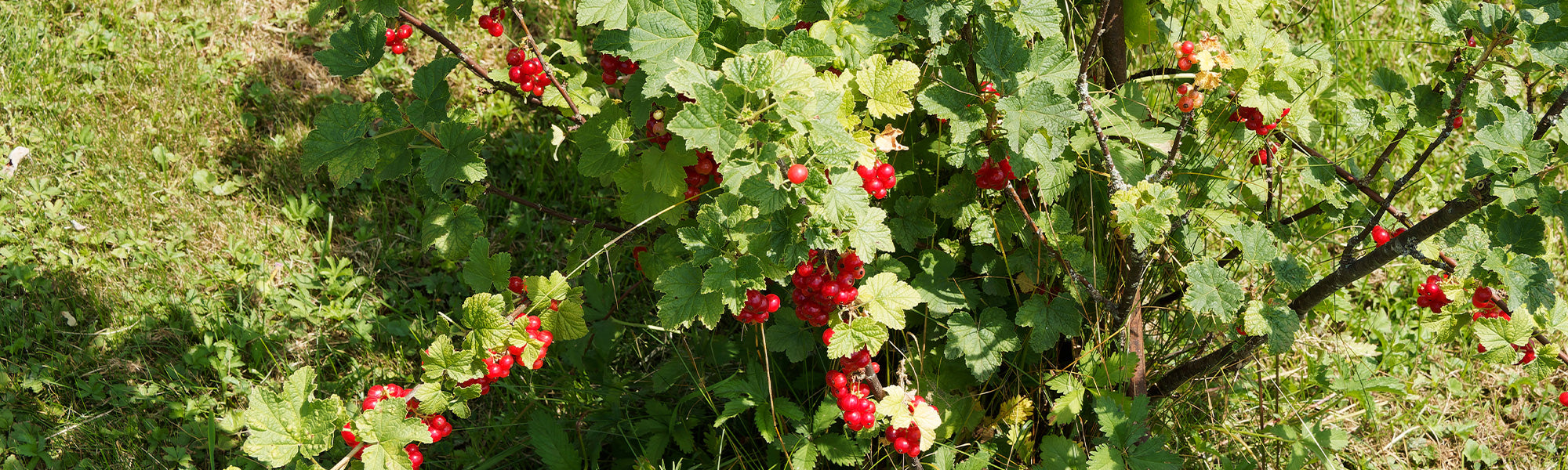 Les petits fruitiers | -30%