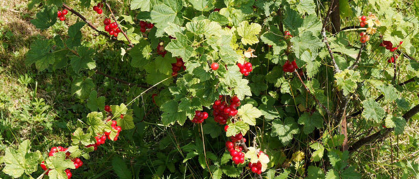 Les petits fruits | -10%