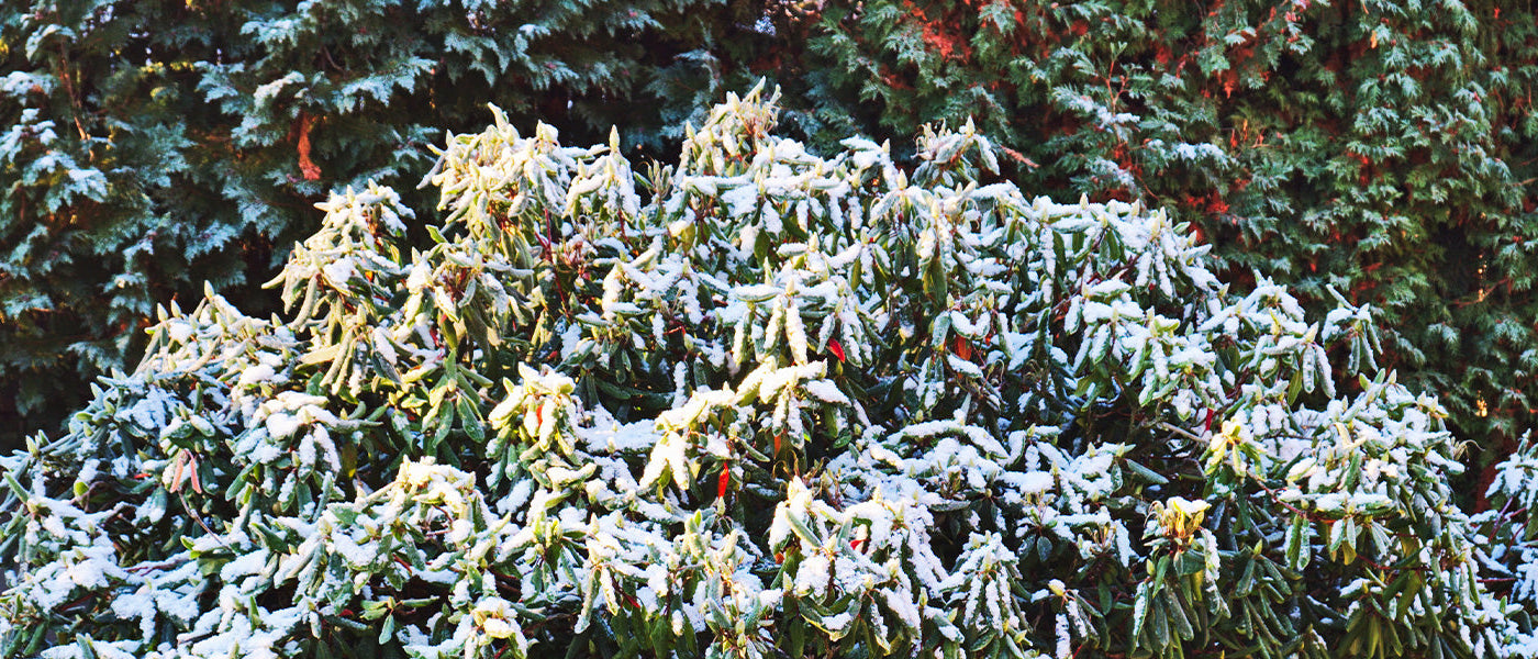 Plantes persistantes | -10%