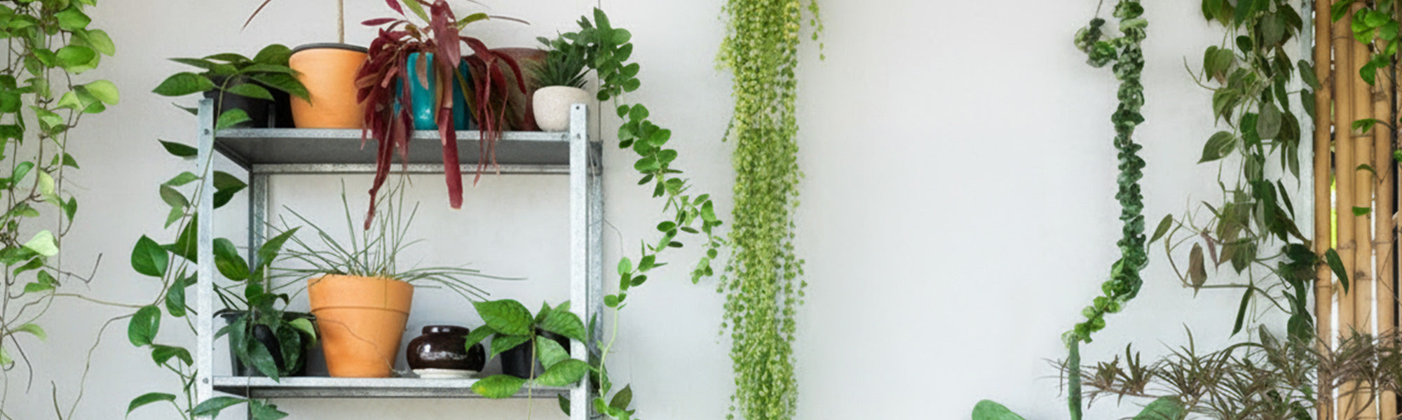 Les plantes tendances de la maison : jusqu’à -15% de remise