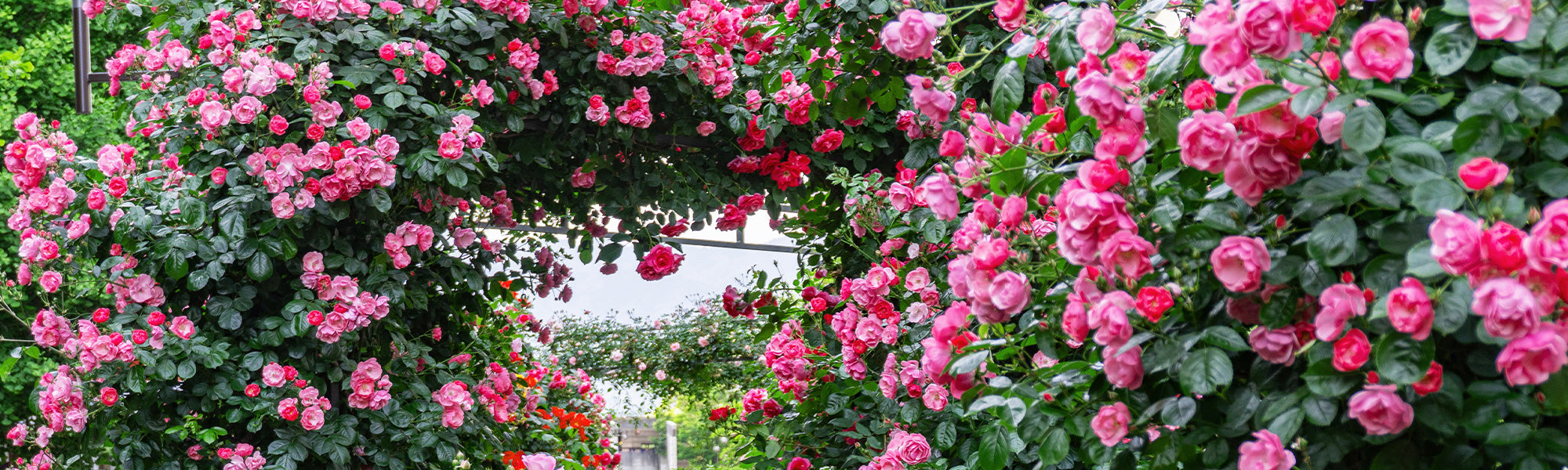 Les rosiers en racines nues | -30%