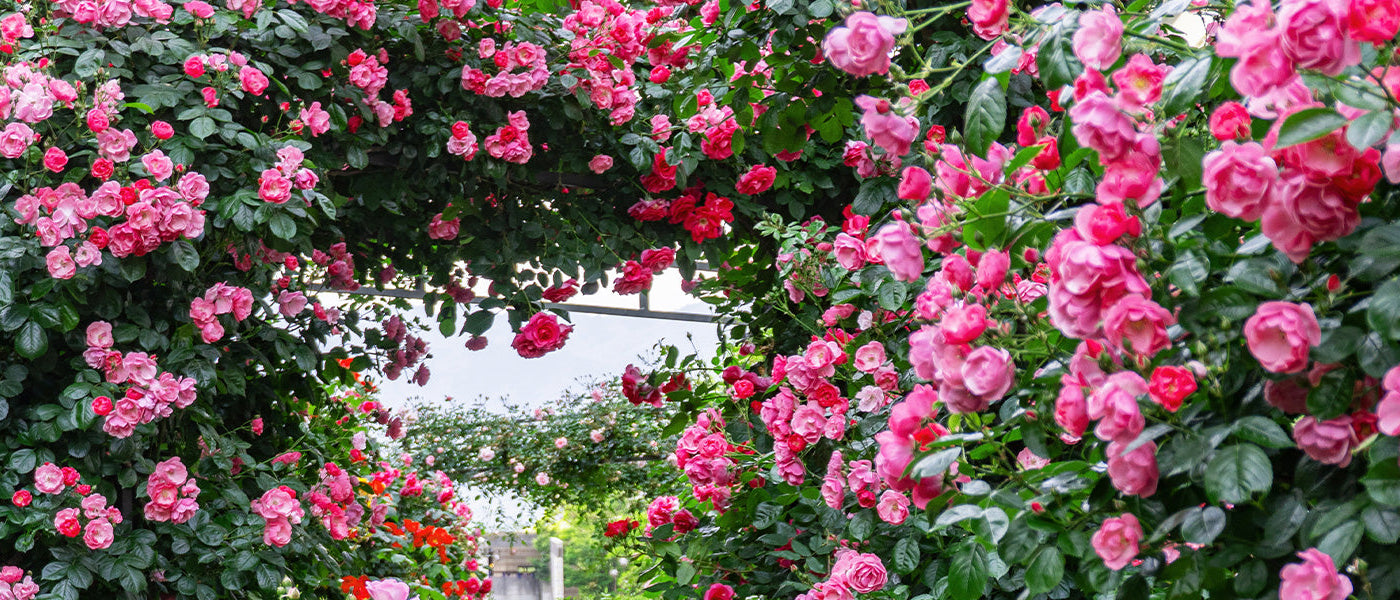 Les rosiers en racines nues | -10%