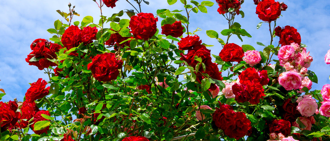 La saison des rosiers  : le 2ème rosier à -40% !