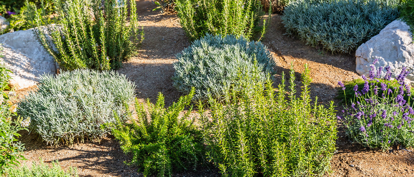 Notre sélection spéciale plantes pour sol sec !