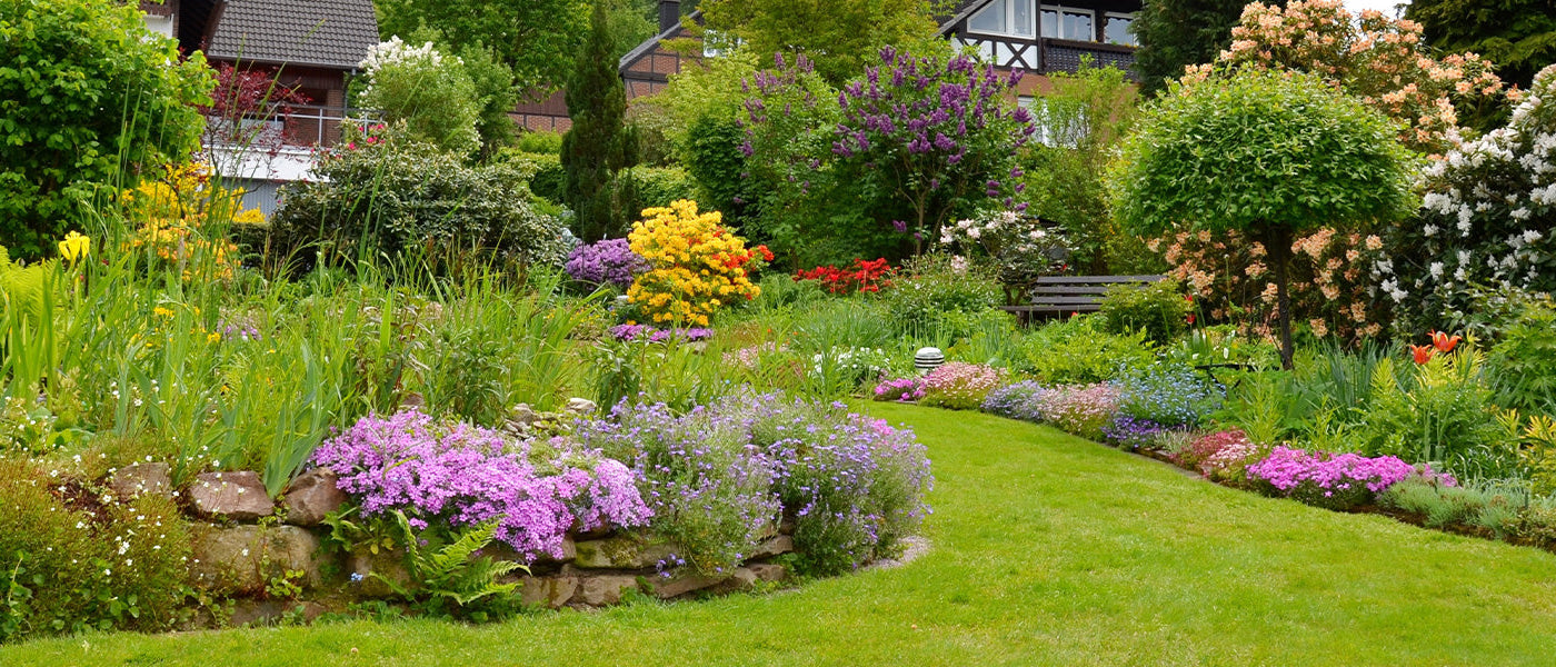 La 3e plante à -50% de remise :  Les stars Willemse de l’année !