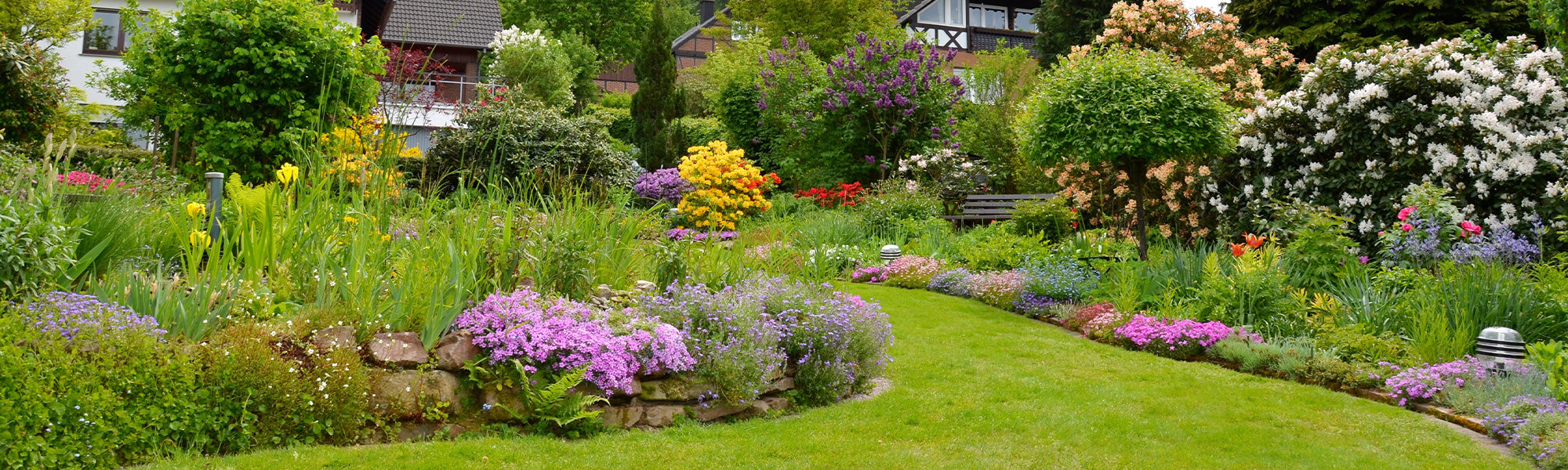 La 3e plante à -50% de remise :  Les stars Willemse de l’année !
