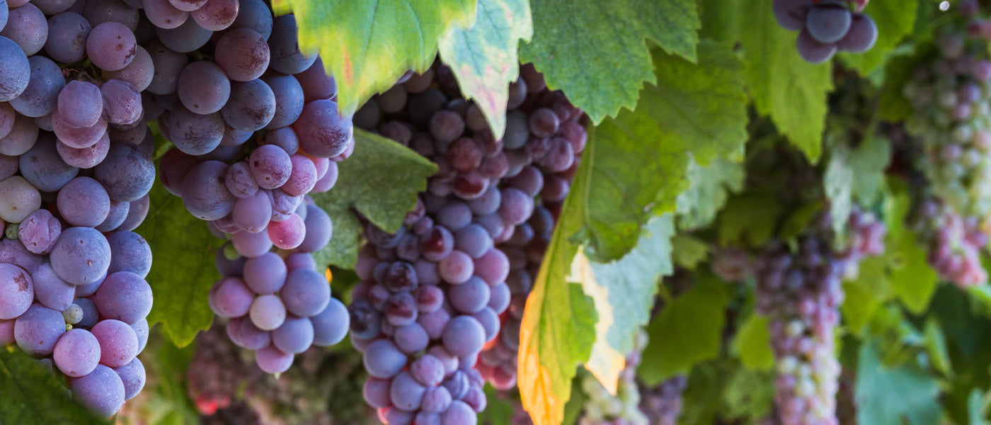 Focus Vignes