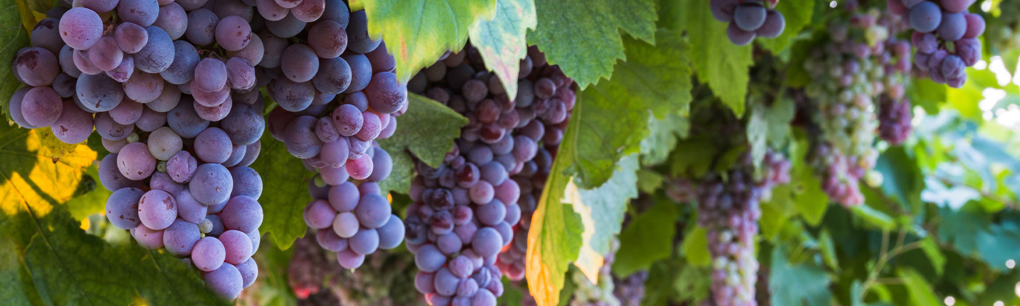 Focus Vignes