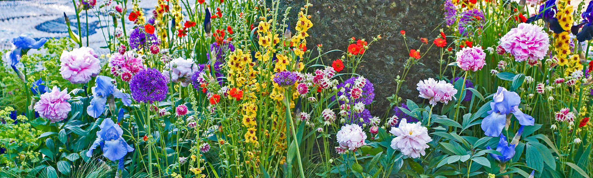 Vivaces à floraison estivale | -20%