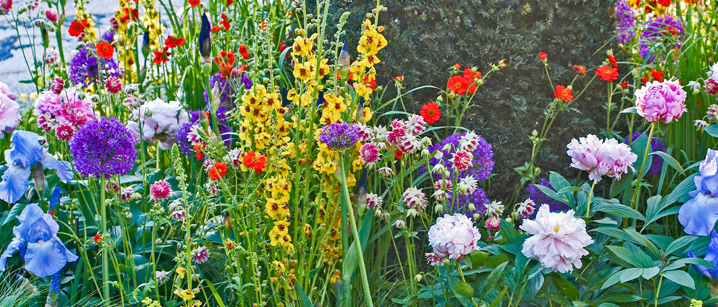 Vivaces à floraison estivale | -10%